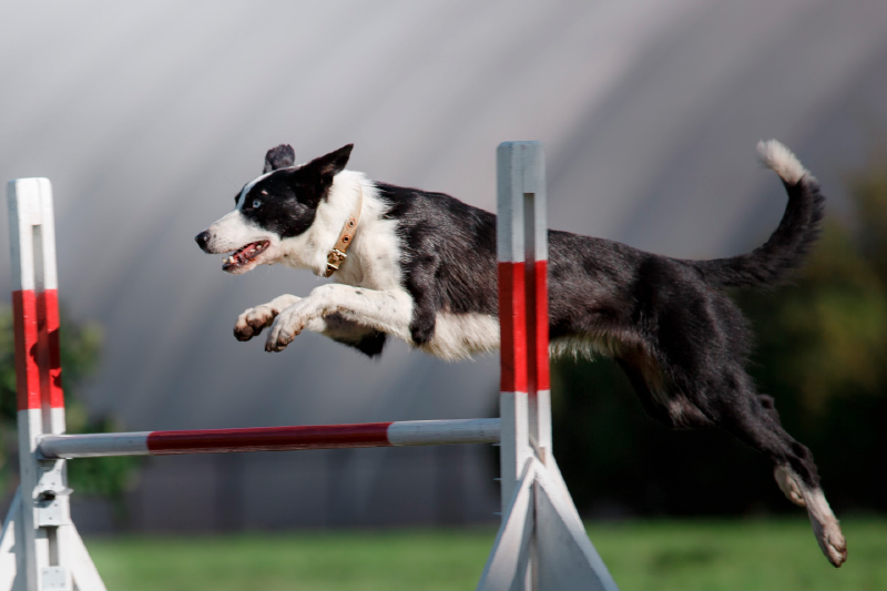 Agility Is Prized but Elusive