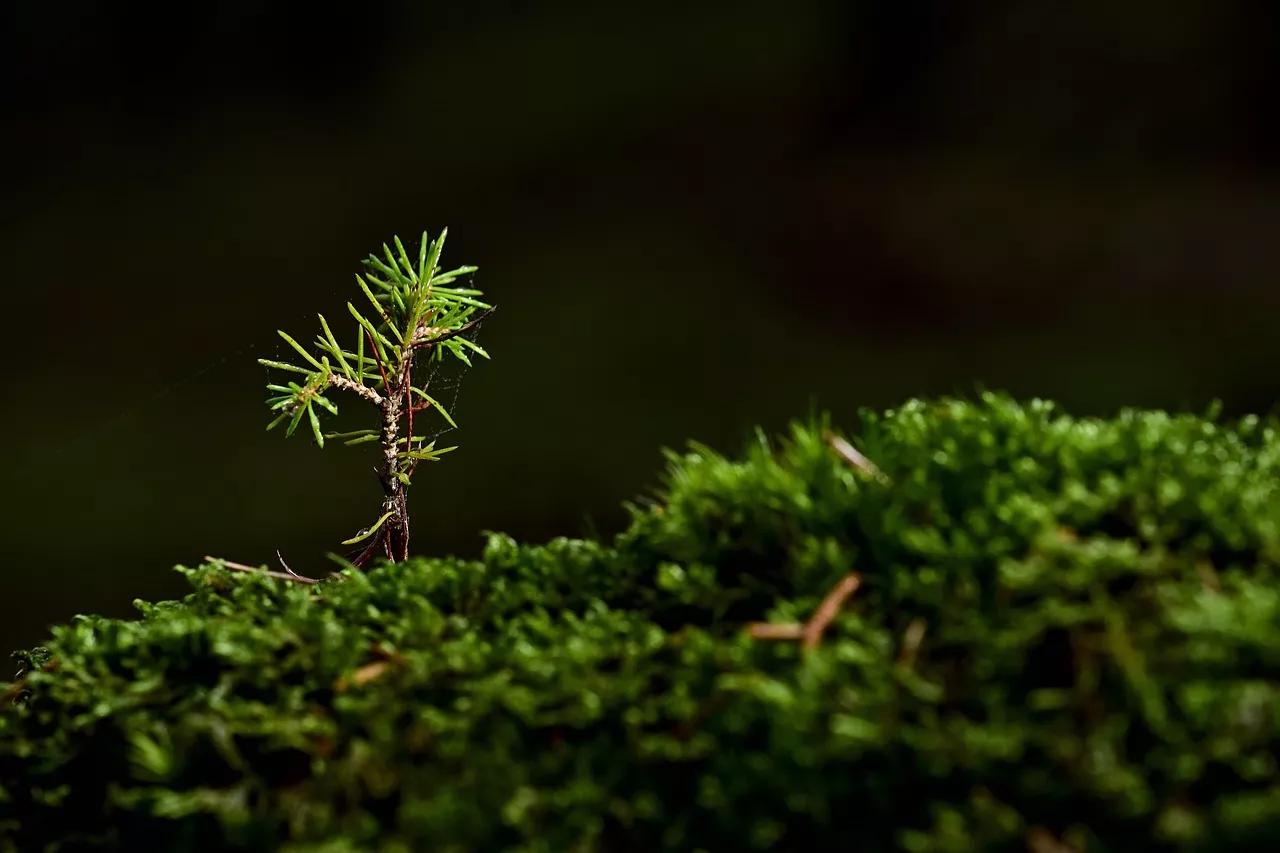 Baby-Tree-Growing