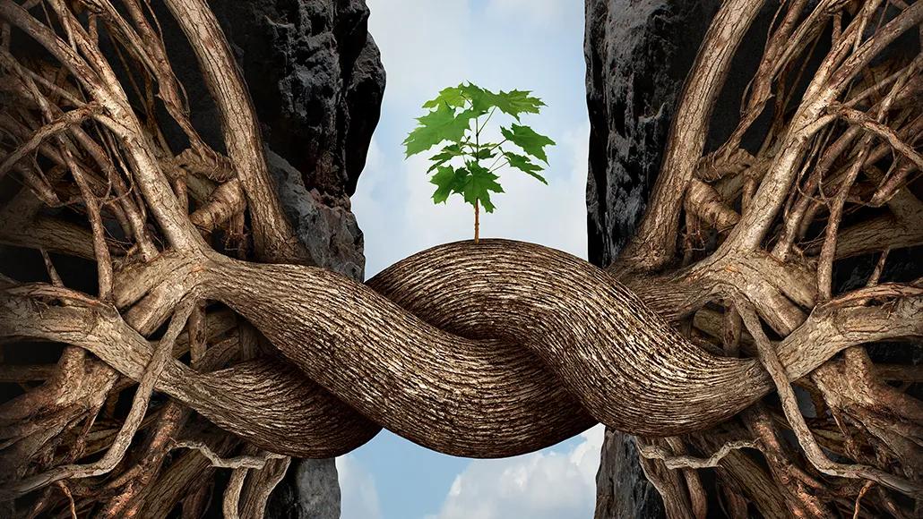 Two vertical rock faces with a labyrinth of tre roots in each. The roots stretch out horizontally from the rocks, twining around each other in the middle of the image. From the twined roots, a green tree begins to sprout.