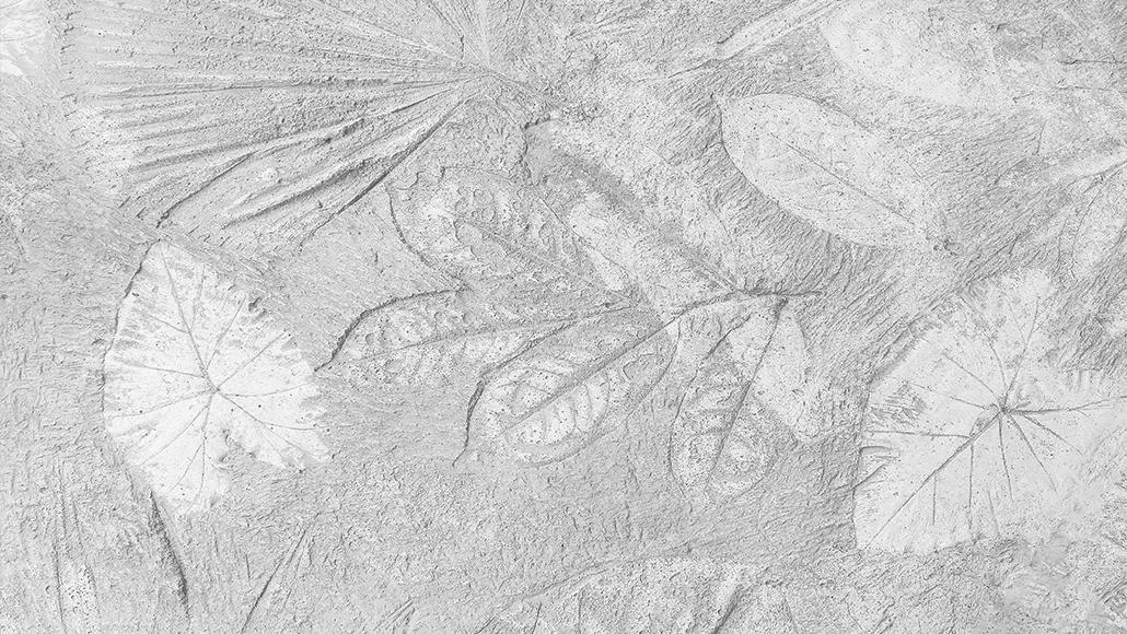 A group of leaf imprints in concrete.