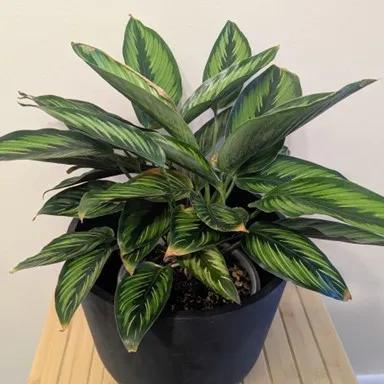 ELB Post Calathea