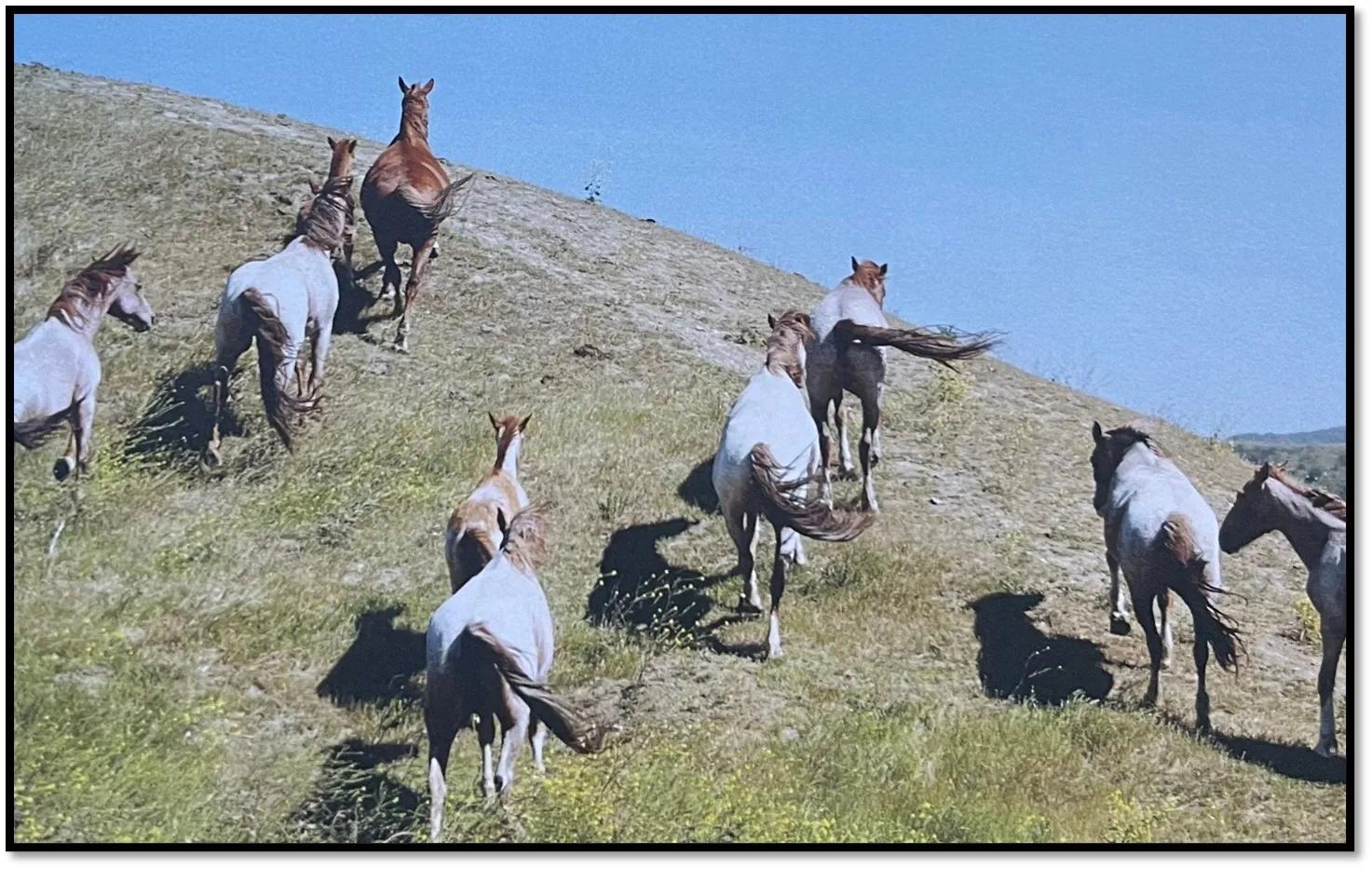 Herd of Horses taken by TeachingHorse