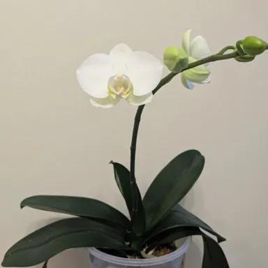 ELB Post Orchid