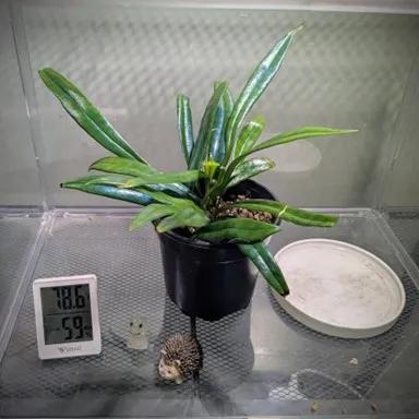 ELB Post Blue Oil Fern