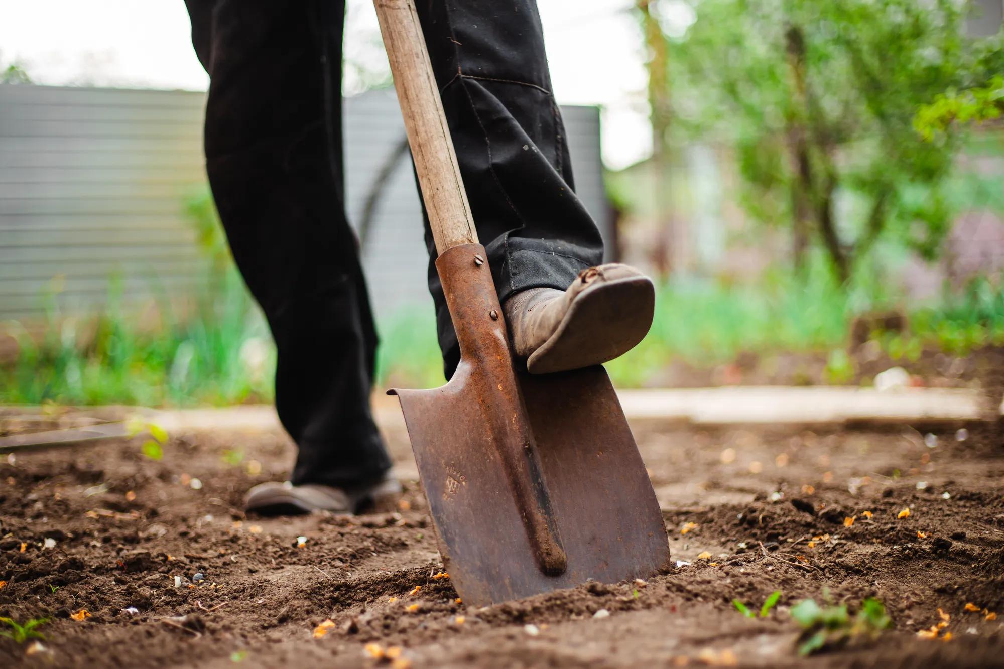 Closeup of a shovel and a man digging a hole at the garden for the plant to be placed inside. Old man's foot digging a pit at yard to plant and grow home vegatables. Horticulture and garden concept.