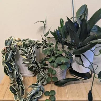 ELB Post Hoya Peperomia Scindapsus