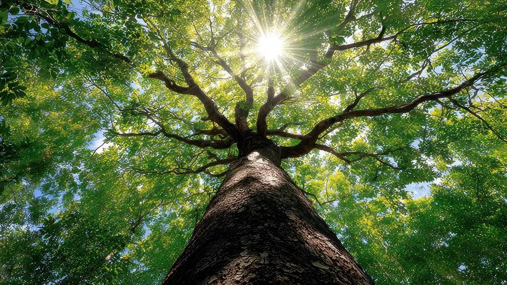 A photo of a lush tree