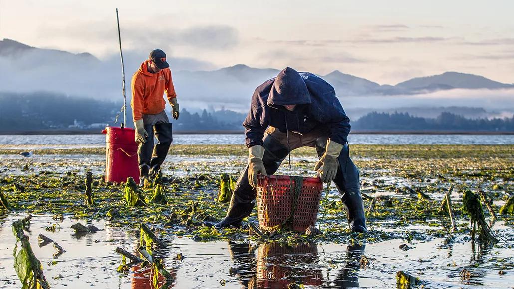 A photograph of two men in a swamp holding buckets