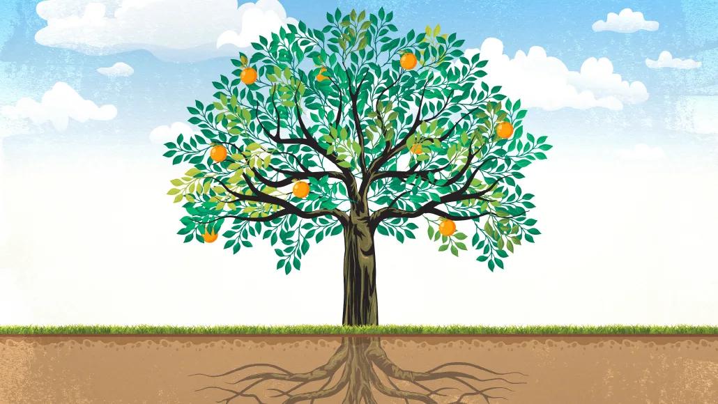 An illustration of an orange tree with roots visible below the ground