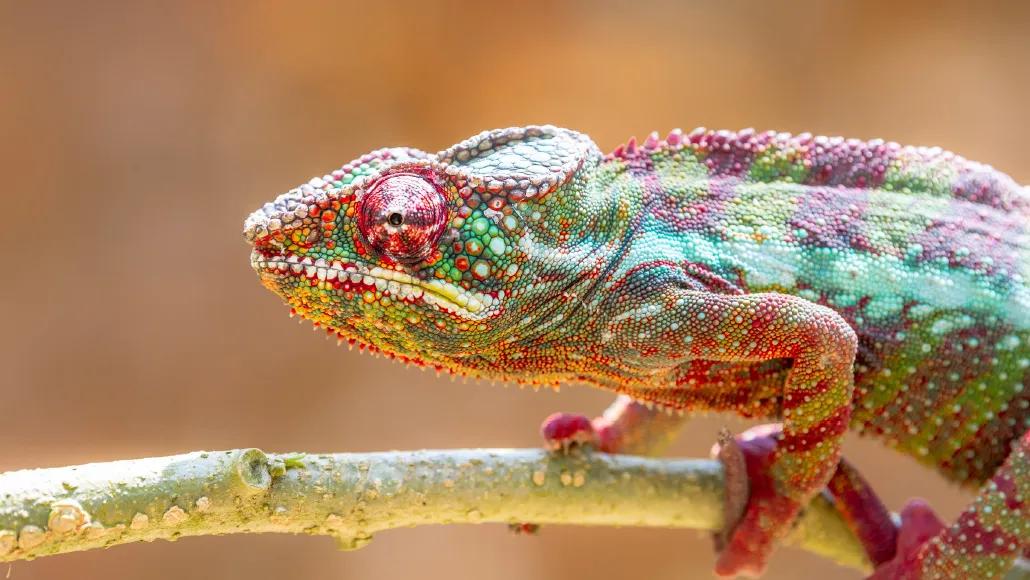 A photo of a chameleon on a branch.